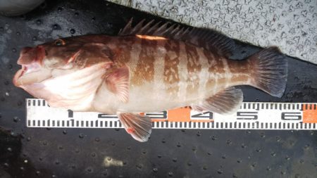 第二龍勢丸 釣果