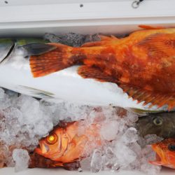 第二龍勢丸 釣果