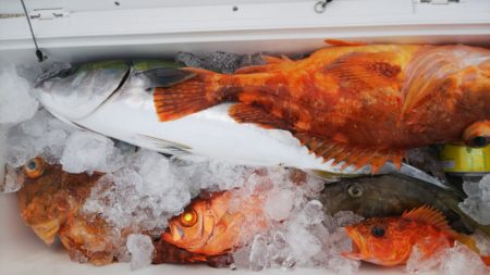 第二龍勢丸 釣果