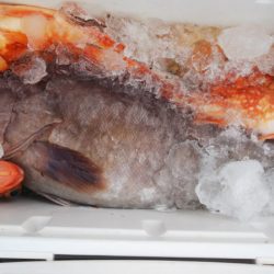 第二龍勢丸 釣果