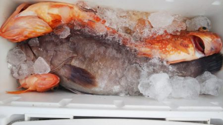 第二龍勢丸 釣果