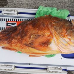 第二龍勢丸 釣果