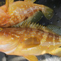 第二龍勢丸 釣果