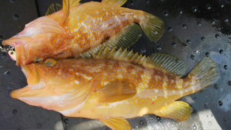 第二龍勢丸 釣果