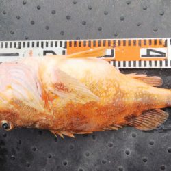 第二龍勢丸 釣果