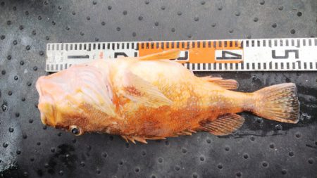 第二龍勢丸 釣果