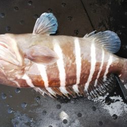 第二龍勢丸 釣果