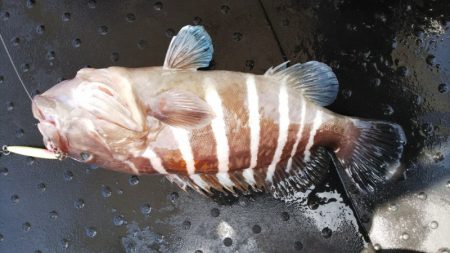 第二龍勢丸 釣果