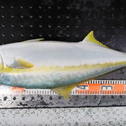 第二龍勢丸 釣果