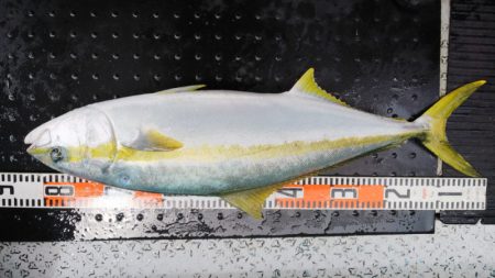 第二龍勢丸 釣果