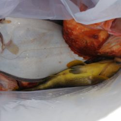 第二龍勢丸 釣果