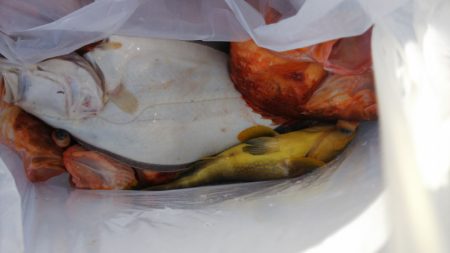 第二龍勢丸 釣果