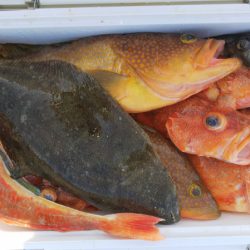 第二龍勢丸 釣果