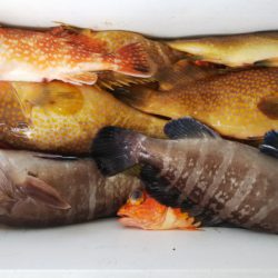 第二龍勢丸 釣果