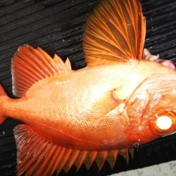 第二龍勢丸 釣果