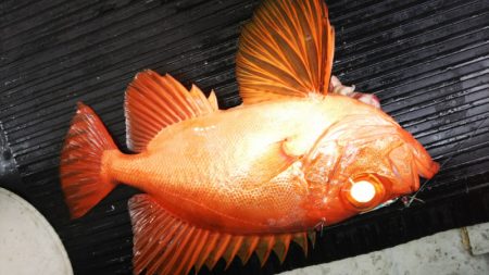 第二龍勢丸 釣果