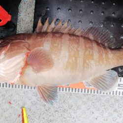 第二龍勢丸 釣果