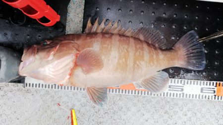 第二龍勢丸 釣果