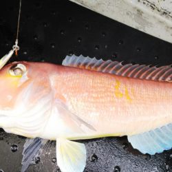 第二龍勢丸 釣果