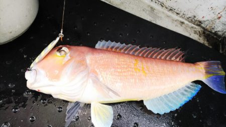 第二龍勢丸 釣果