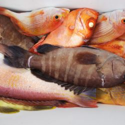 第二龍勢丸 釣果