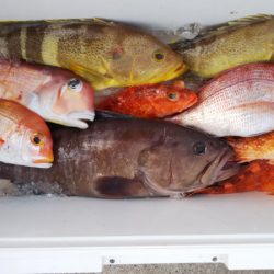 第二龍勢丸 釣果