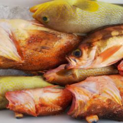 第二龍勢丸 釣果