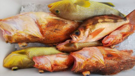 第二龍勢丸 釣果