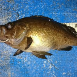 海龍丸（石川） 釣果