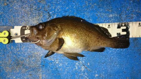 海龍丸（石川） 釣果