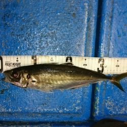 海龍丸（石川） 釣果