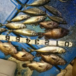 海龍丸（石川） 釣果