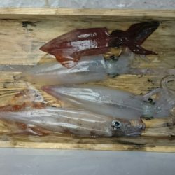 海龍丸（石川） 釣果