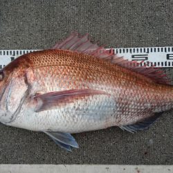 ARCADIAⅡ （アルカディアⅡ） 釣果