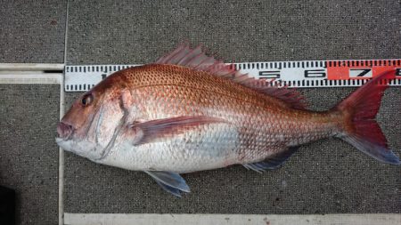 ARCADIAⅡ （アルカディアⅡ） 釣果