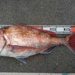 ARCADIAⅡ （アルカディアⅡ） 釣果