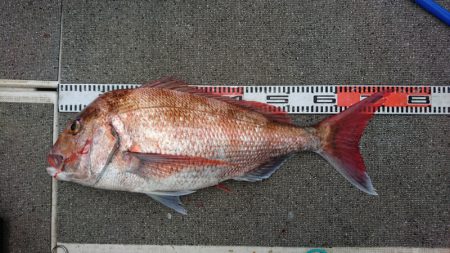 ARCADIAⅡ （アルカディアⅡ） 釣果