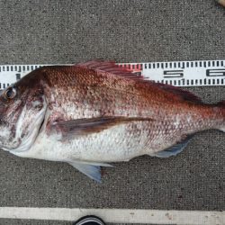 ARCADIAⅡ （アルカディアⅡ） 釣果