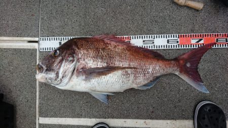 ARCADIAⅡ （アルカディアⅡ） 釣果