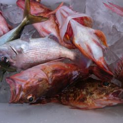 小島丸 釣果
