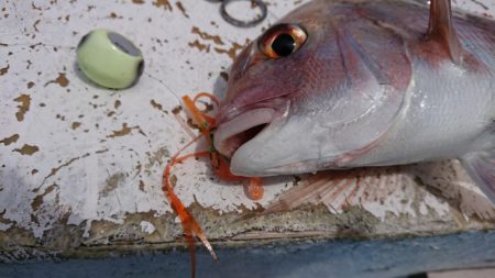 だて丸 釣果