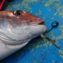 だて丸 釣果