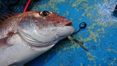 だて丸 釣果