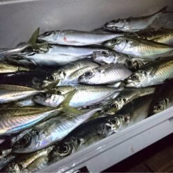 エヌスタイル 釣果