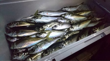 エヌスタイル 釣果