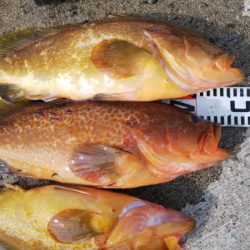 第二龍勢丸 釣果