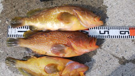 第二龍勢丸 釣果