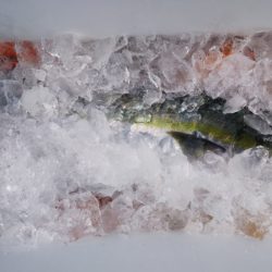 第二龍勢丸 釣果