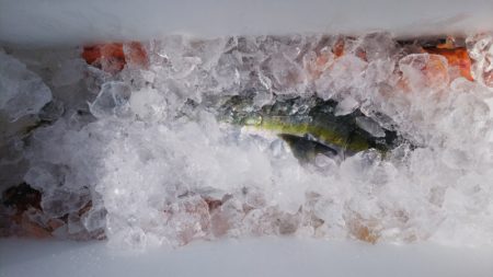 第二龍勢丸 釣果