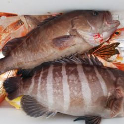 第二龍勢丸 釣果